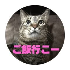 [LINEスタンプ] にゃー猫ちゃんスタンプ