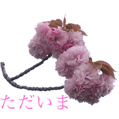 [LINEスタンプ] 八重桜と赤い牡丹と春の花