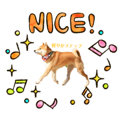 [LINEスタンプ] 柴犬りゅうはレッスン中！