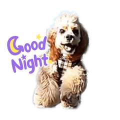 [LINEスタンプ] American cocer spaniel
