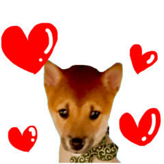 [LINEスタンプ] 可愛いうちの柴犬