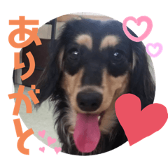 [LINEスタンプ] ダックス好きな人へ。3