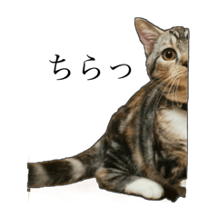 [LINEスタンプ] つーちゃんうーちゃんの日常スタンプ