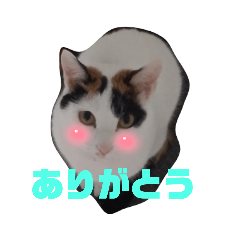 [LINEスタンプ] もちまりむぎスタンプ5(保護猫出身)