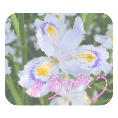 [LINEスタンプ] お花でコメント