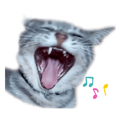 [LINEスタンプ] あくび猫のみゃーちゃんのリアクション