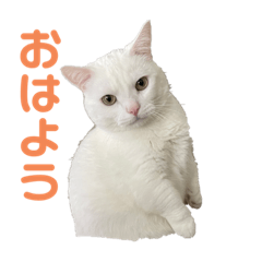 [LINEスタンプ] ささみくんだよ