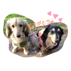 [LINEスタンプ] かわいいダックス3