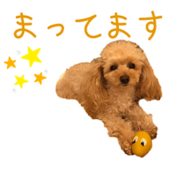 [LINEスタンプ] ブラーニーと可愛い子供たち-トイプードル1