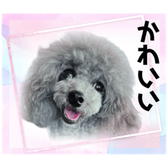 [LINEスタンプ] トイプー☆Luke☆Ⅳ