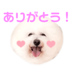 [LINEスタンプ] うちのビションたち