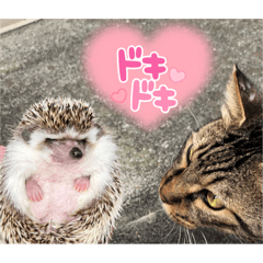 [LINEスタンプ] ハリネズミうぶぅの使えるスタンプ