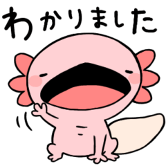 [LINEスタンプ] まったりウーパールーパー[シンプル]