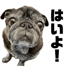 [LINEスタンプ] ohagi_pagu.3