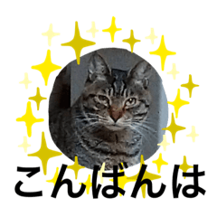 [LINEスタンプ] ひなさんにキュン