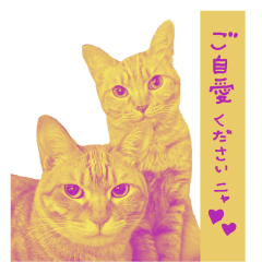 [LINEスタンプ] All you need is cats！日本語ver.