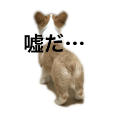 [LINEスタンプ] コーギー犬たけまる