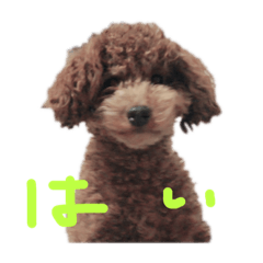 [LINEスタンプ] いぬ20220514