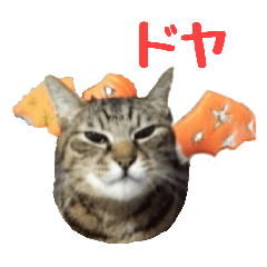 [LINEスタンプ] カワイイ猫ちゃんのスタンプ