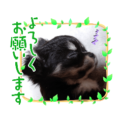 [LINEスタンプ] チワワちゃん 1