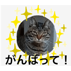 [LINEスタンプ] ひな❤︎パラダイス