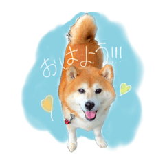 [LINEスタンプ] 柴犬のコロ助の画像（メイン）