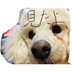 [LINEスタンプ] 犬  と思うじゃん？