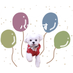 [LINEスタンプ] マルチーズのハヌル☺︎