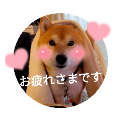[LINEスタンプ] かわいいわんこ達♥