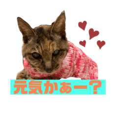 [LINEスタンプ] 我が家のニャンズ達4