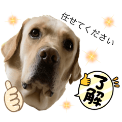 [LINEスタンプ] ラブラドールレトリバーイエロー犬スタンプ