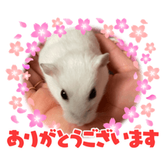 [LINEスタンプ] 浜田少将