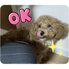 [LINEスタンプ] ちゃちゃ丸diary