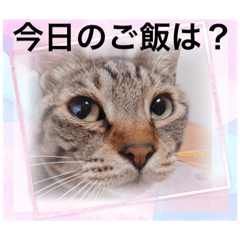 [LINEスタンプ] ❤︎ひな❤︎ひな❤︎ひな❤︎