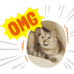 [LINEスタンプ] それ行けトラの巻①