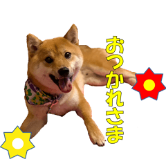 [LINEスタンプ] 柴犬 ハンサムボーイ 龍王のスタンプ