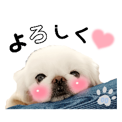 [LINEスタンプ] ペキニーズ♡♡