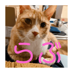 [LINEスタンプ] ムートン君2