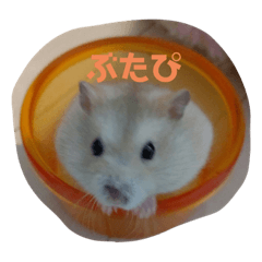 [LINEスタンプ] さやかのぴぴ