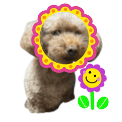 [LINEスタンプ] 可愛い我が家の犬(スタンプver)