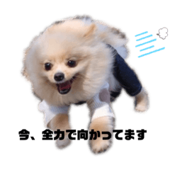 [LINEスタンプ] ポメラニアンAndyのLIFESTMPS5