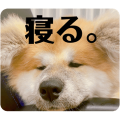 [LINEスタンプ] ひめかのあざといスタンプ
