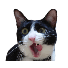 [LINEスタンプ] えらいねこ3