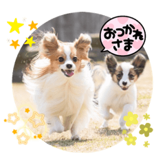 [LINEスタンプ] パピヨン  とらBUりゅう