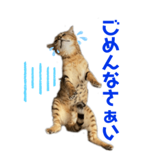 [LINEスタンプ] ベンガルboy
