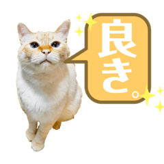 [LINEスタンプ] NKEぬこ’s 3rd