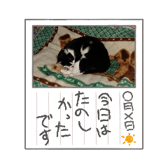 [LINEスタンプ] 猫だけど名は、たらば