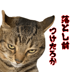 [LINEスタンプ] くずネコ