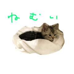 [LINEスタンプ] アメリカンショートヘアのるな