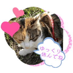 [LINEスタンプ] ピーコお散歩楽しいなぁ